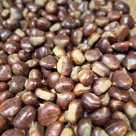 Eingeschnittene Marroni für zuhause